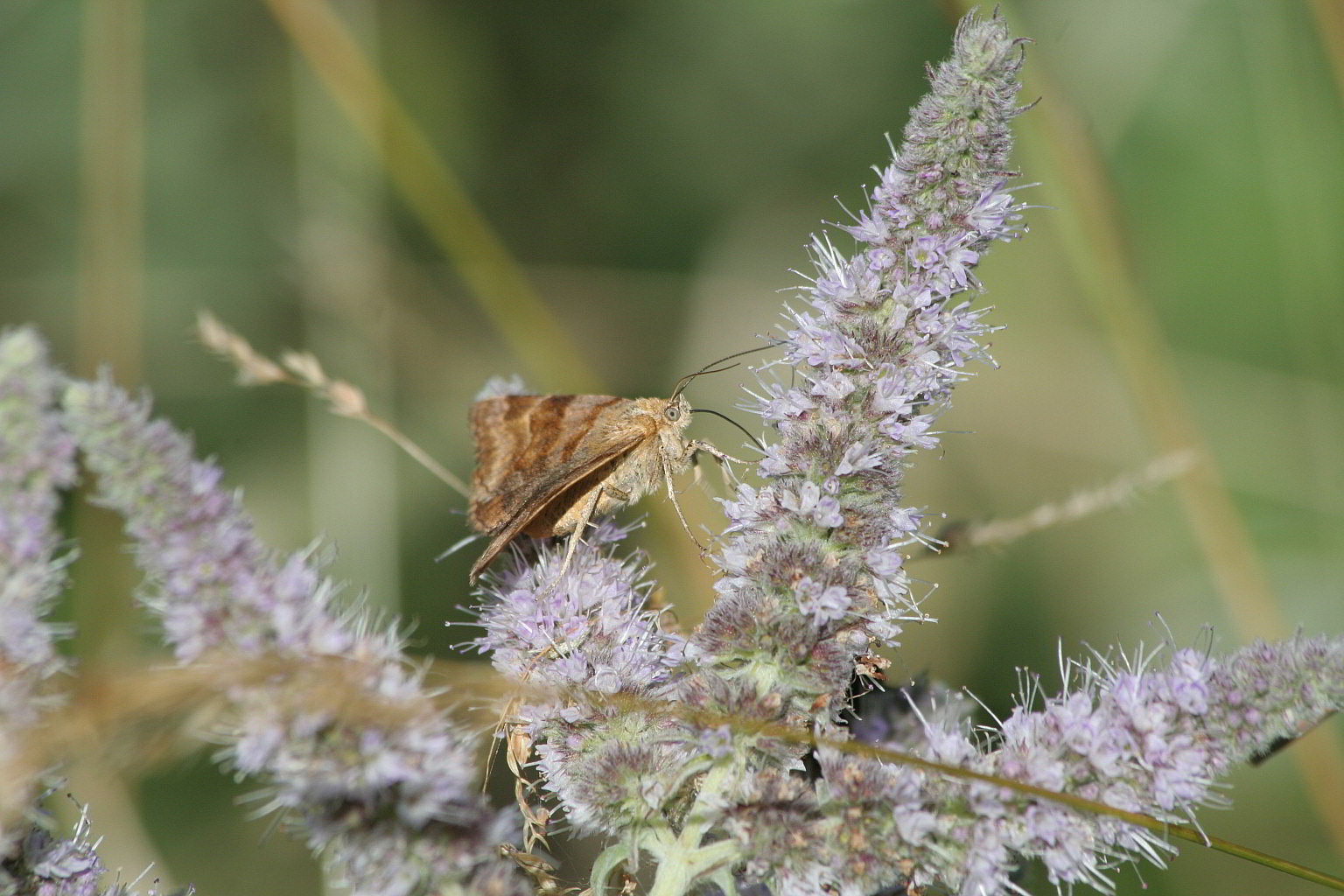 Falena diurna - Euclidia (Euclidia) glyphica